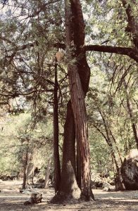 ヨセミテ国立公園