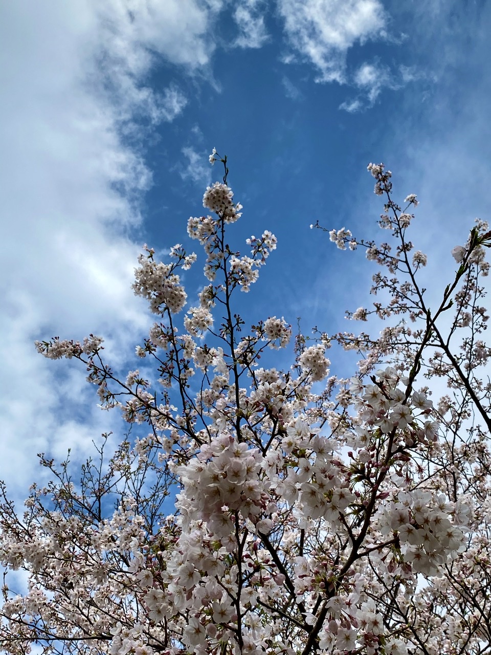 舞岡公園 桜2020