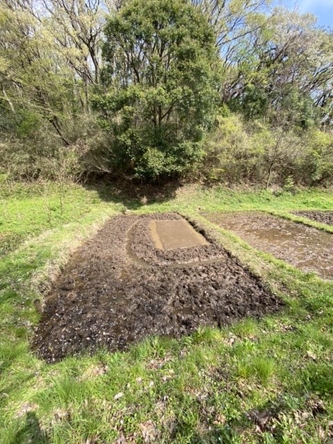 舞岡公園 田んぼ 33番田んぼ