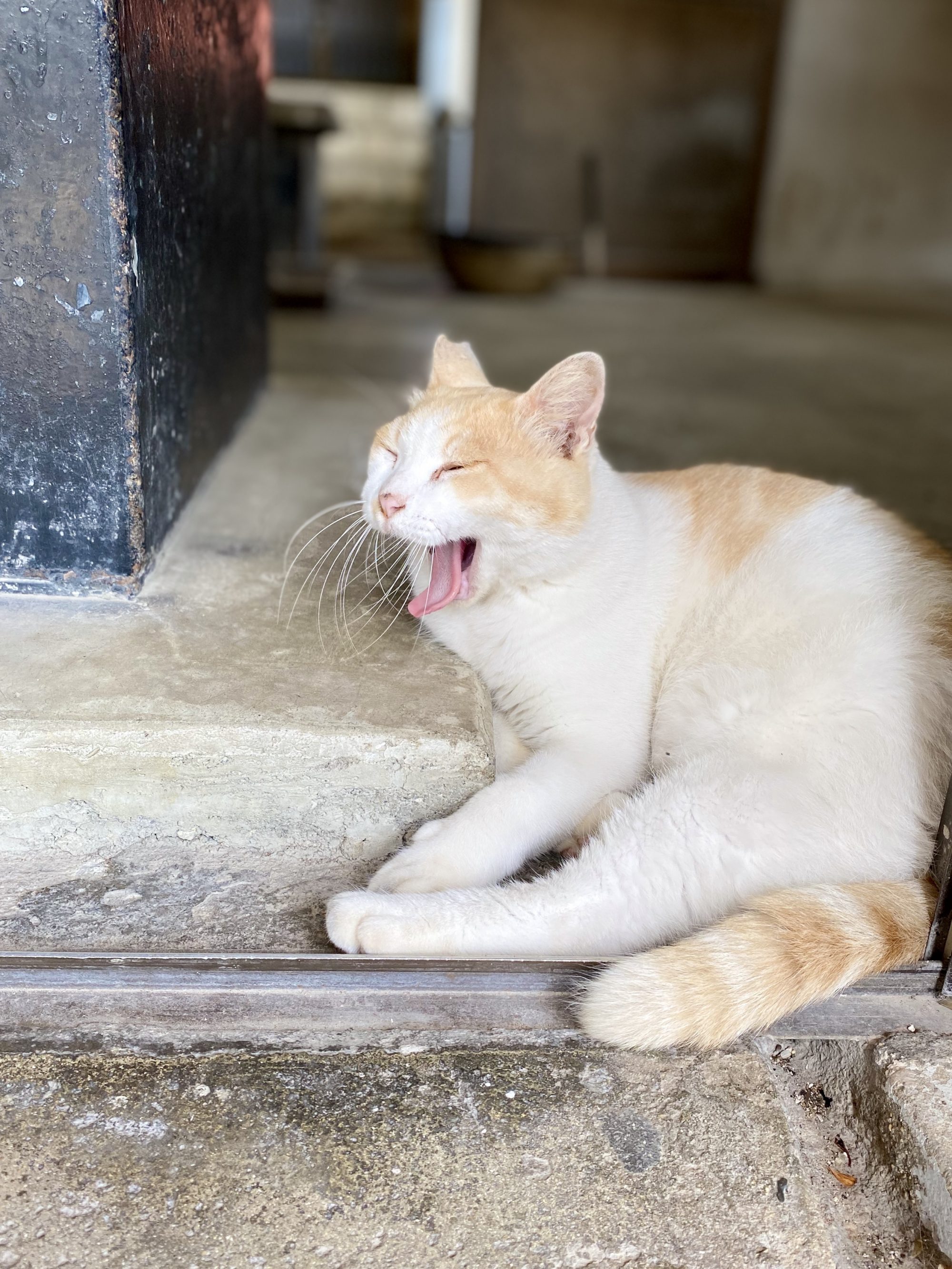 張水御嶽　ねこ