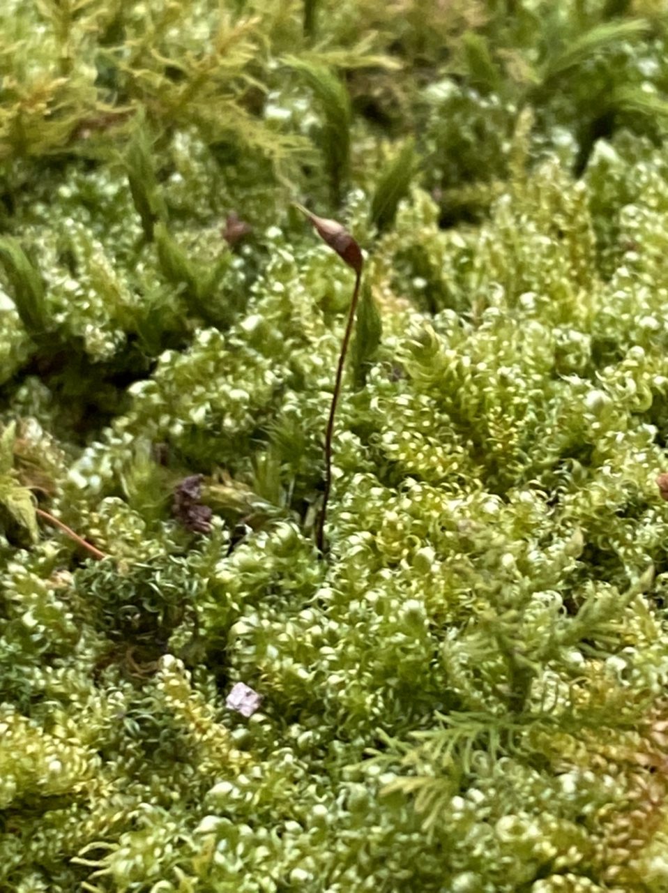 苔 金時神社奥の院
