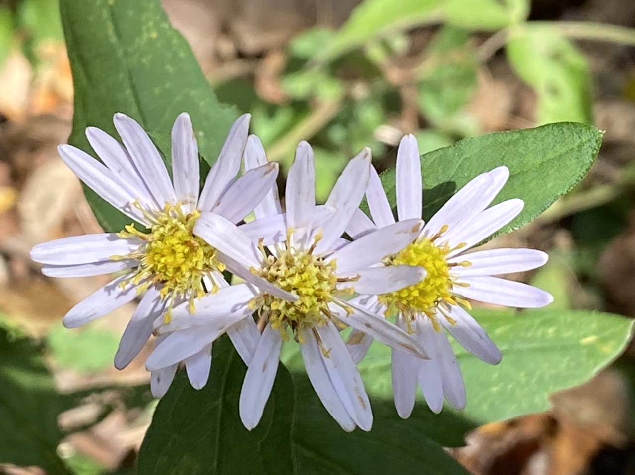 幕山の植物　秋　菊　