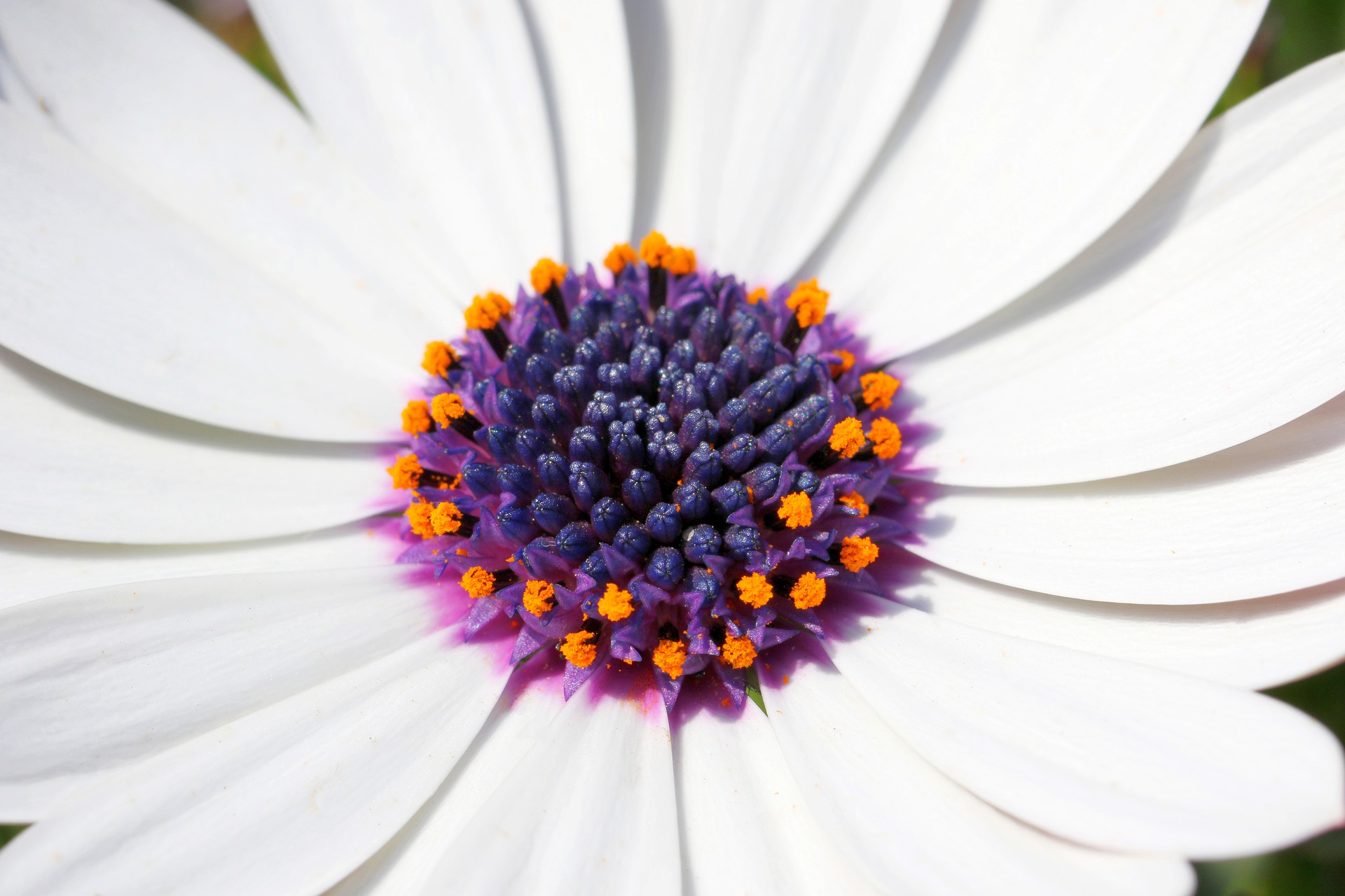 白い花　花粉